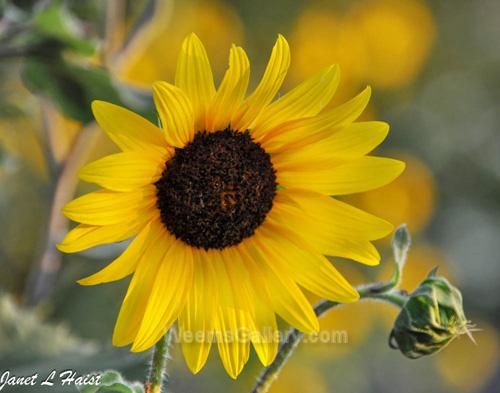 Black-eyed Sunflower #4 by Janet Haist